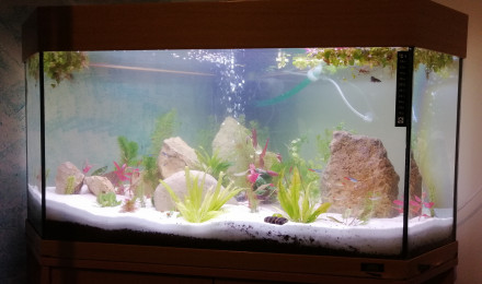 aquarium aqua 200