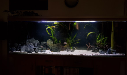 aquarium Tanga