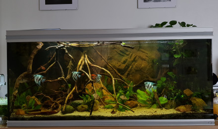 aquarium Amazonien