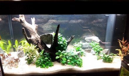 aquarium Bac 360L Meeki