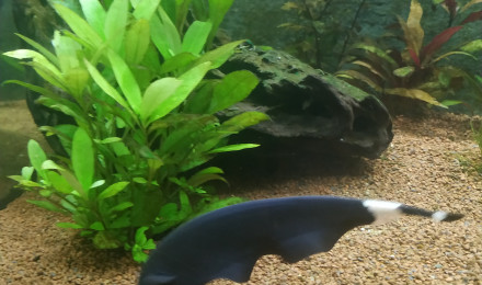 aquarium Nouveau bac