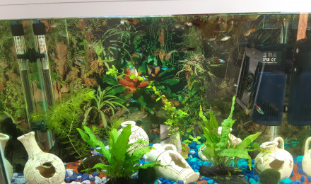 aquarium Communautaire