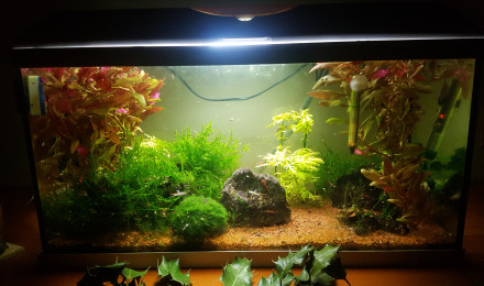 aquarium Aquarium communautaire