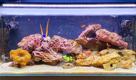 aquarium Debut Recifal