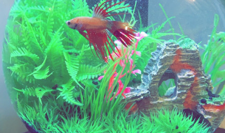 aquarium Cascade Glode
