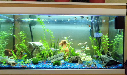 aquarium Cité en ruines