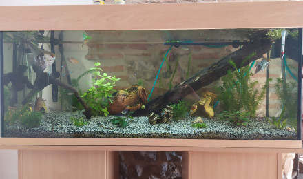 aquarium Eau douce