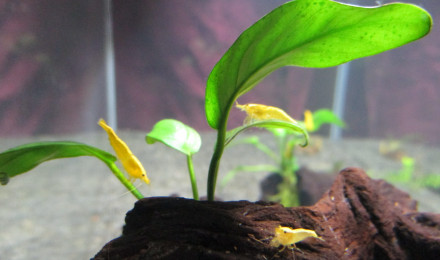 aquarium 60L Neocaridina Yellow et danio margaritatus