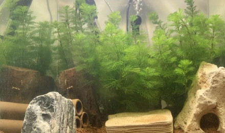 aquarium Bac crystal red
