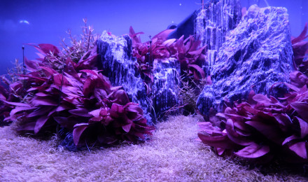 aquarium Iwagumi 80L