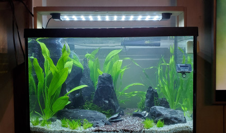aquarium 60l
