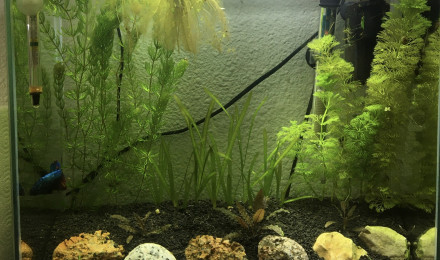 aquarium 20L Betta Plakat Halfmoon