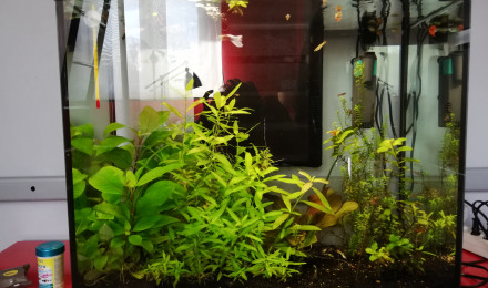 aquarium Aquarium de guppys