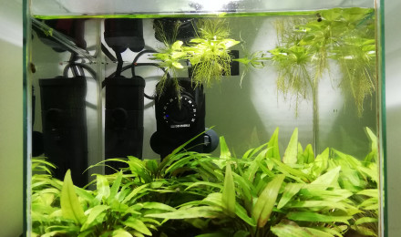 aquarium Aquarium de crevettes