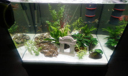 aquarium Colisa lalia