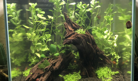 aquarium Aqua crevettes