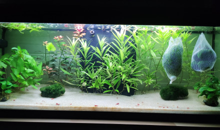 aquarium CBB Guppy and Red Cherry Nursery