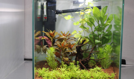 aquarium nano crevettes