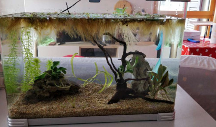 aquarium Bac 25L