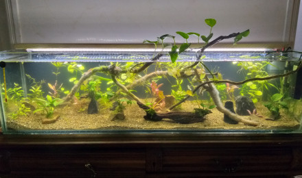 aquarium Ishak aquarium