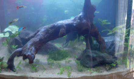 aquarium Marie