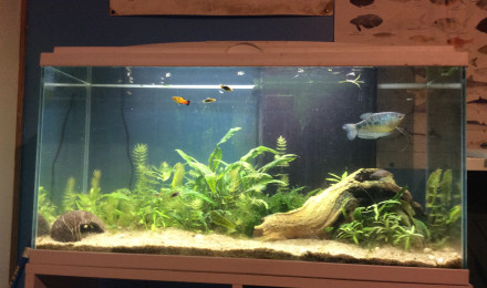 aquarium Tous ensemble