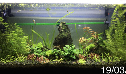 aquarium 96L Brut - 77L Net Guppy - Red cherry - Ancistrus