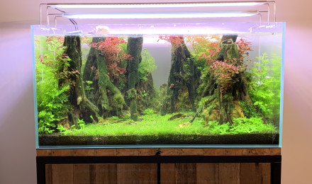 aquarium La clairière enchantée