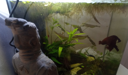aquarium 20 L Betta LOW-TECH