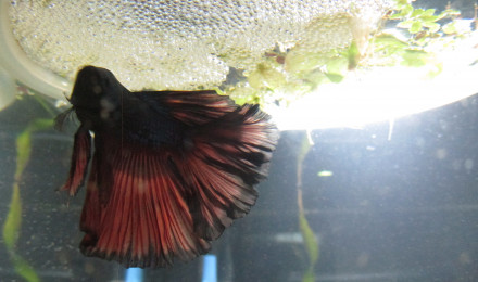 aquarium 25L betta