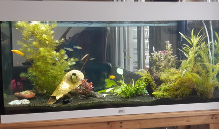 aquarium Rio 180