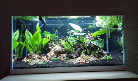 aquarium Coronaquascape