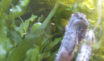 aquarium Sigaé Poséidus Sigao et  Hénoch