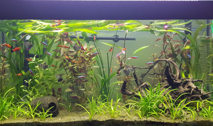 aquarium 180l Communautaire