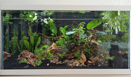 aquarium Coronaquascape