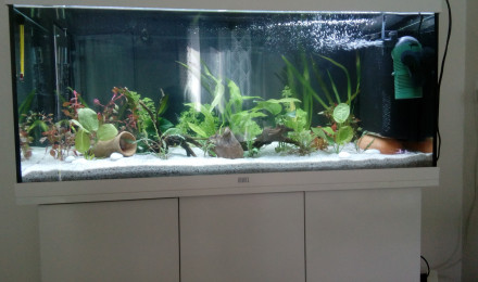 aquarium Alexandre