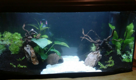 aquarium 60L