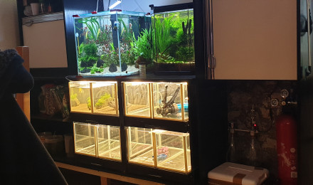 aquarium Batterie crevettes