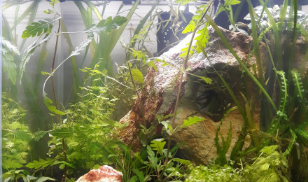 aquarium Mini coin asiatique