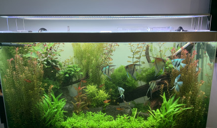 aquarium Osaka 320 Scalaires