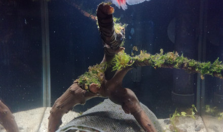 aquarium Le petit nanom en mousse