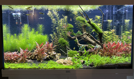 aquarium 125L
