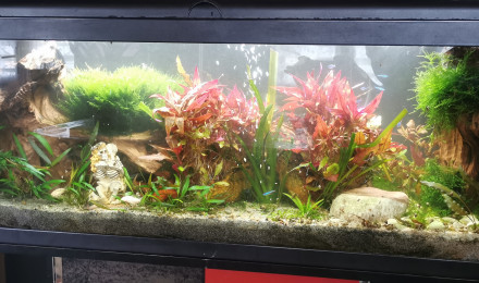 aquarium Mon aquarium