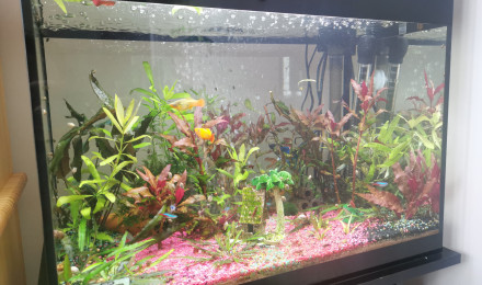 aquarium Aquarium beta