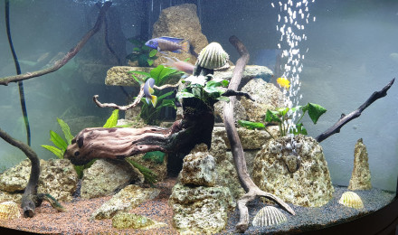 aquarium Aquarium yoann