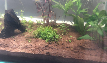 aquarium Premier aquarium planté