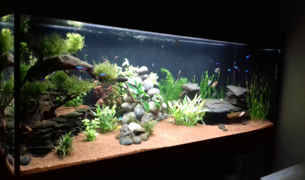 aquarium Aquarium 1 biotope amazonien