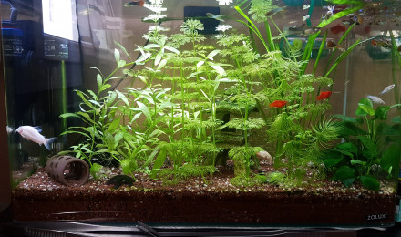 aquarium maison