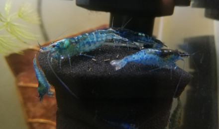 aquarium Aquarium Crevettes Blue Velvet