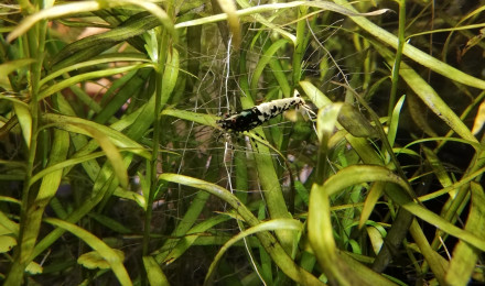 aquarium Aquarium Crevettes Fish bones